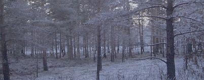 Woods under threat near Nethybridge in winter