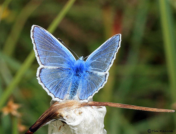 Common Blue on the Mossie (Tim Ransom)
