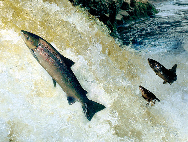 Salmon leaping the Falls of Truim (Ian Neale)