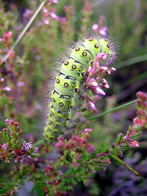 Caterpillar of the emperor moth