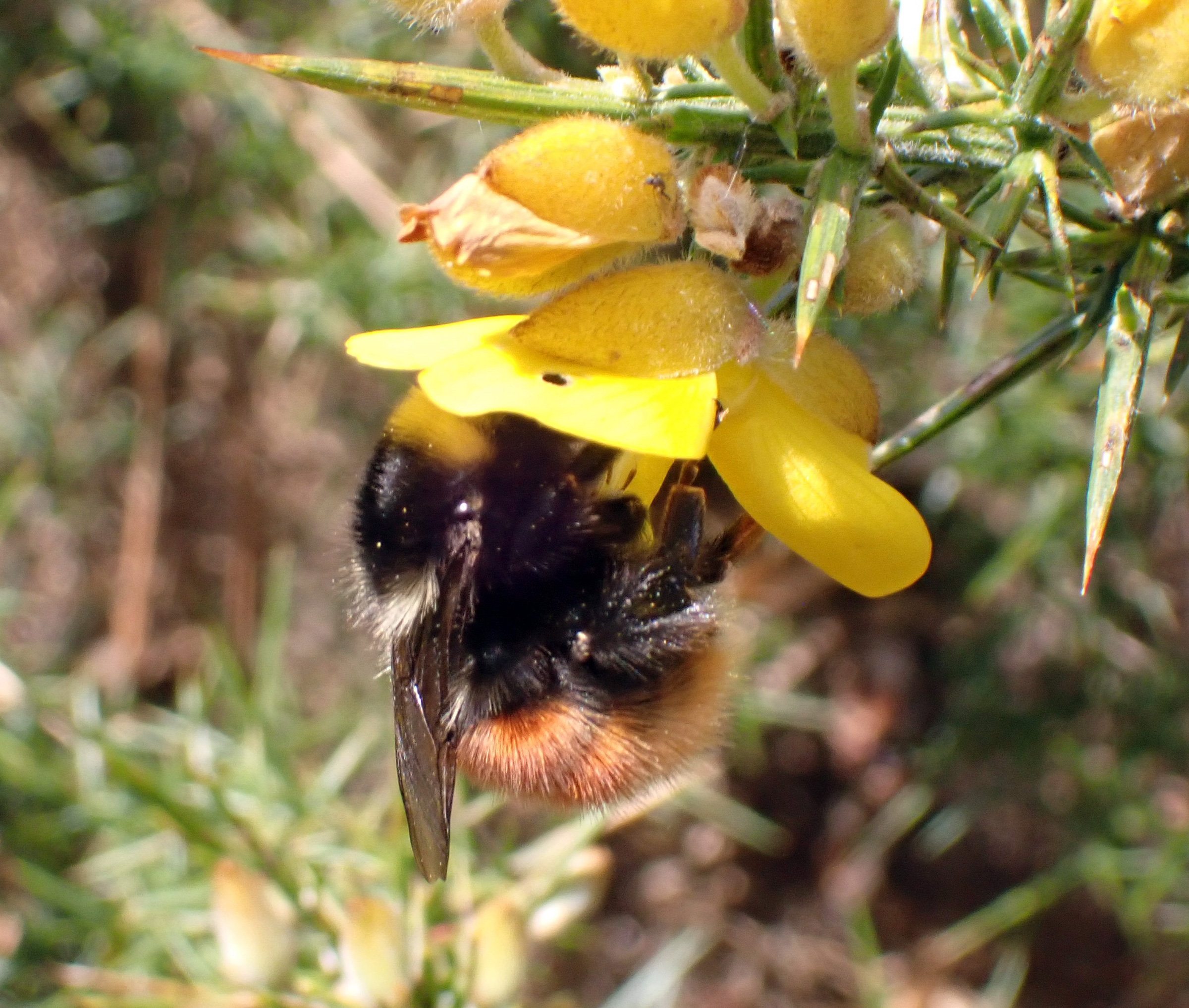 Blaeberry Bumblebee